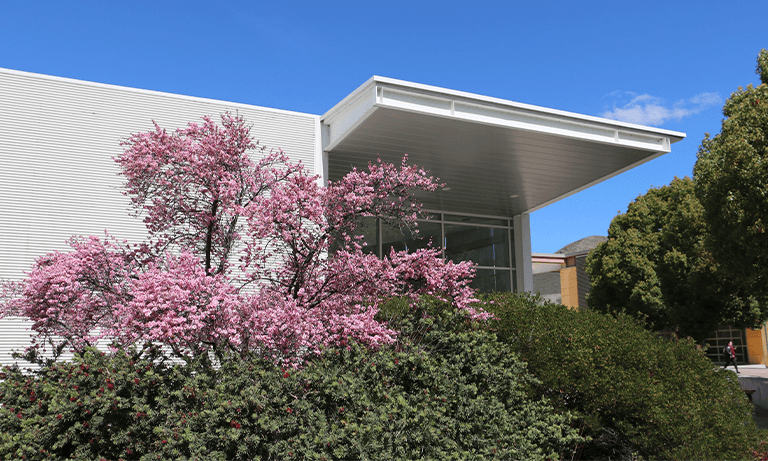 A tree with pink leaves in front of a building