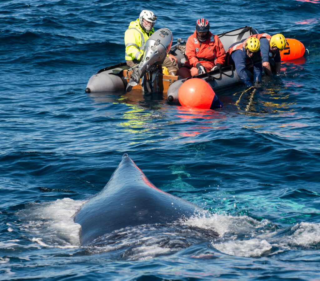 A volunteer team works to free a humpback entangled in a buoy line