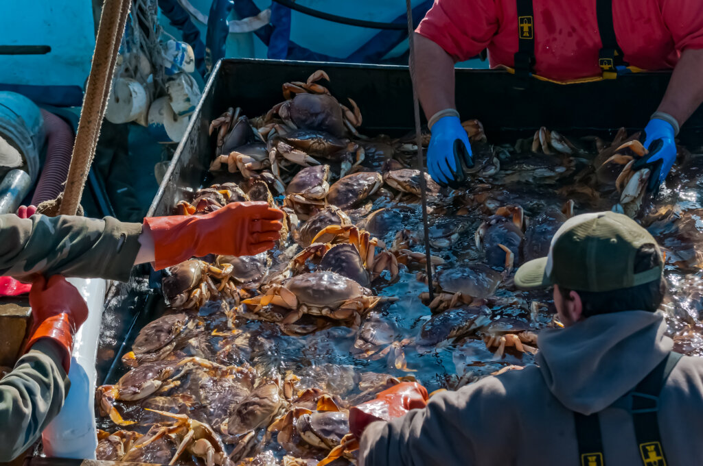 Crab are unloaded at a harbor