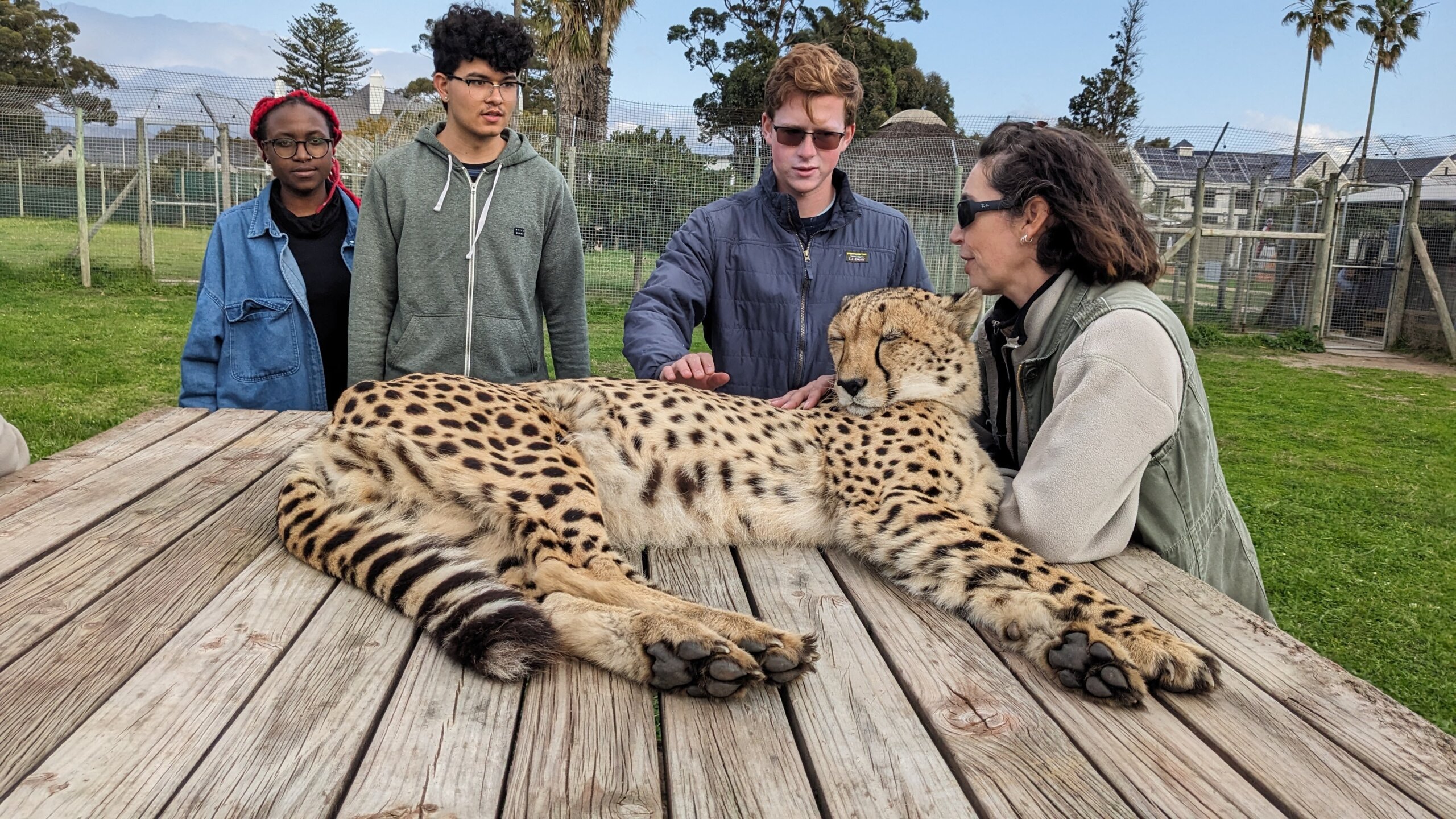 Group of students pet a cheetah in South Africa