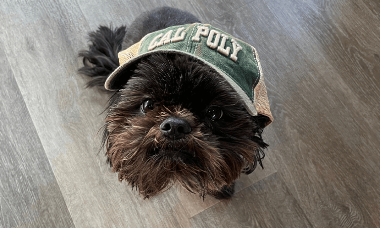 A dog wearing a Cal Poly cap
