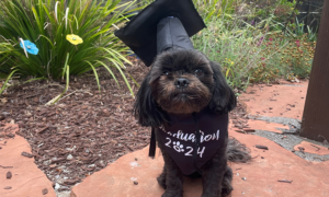 A small dog wearing a graduation cap
