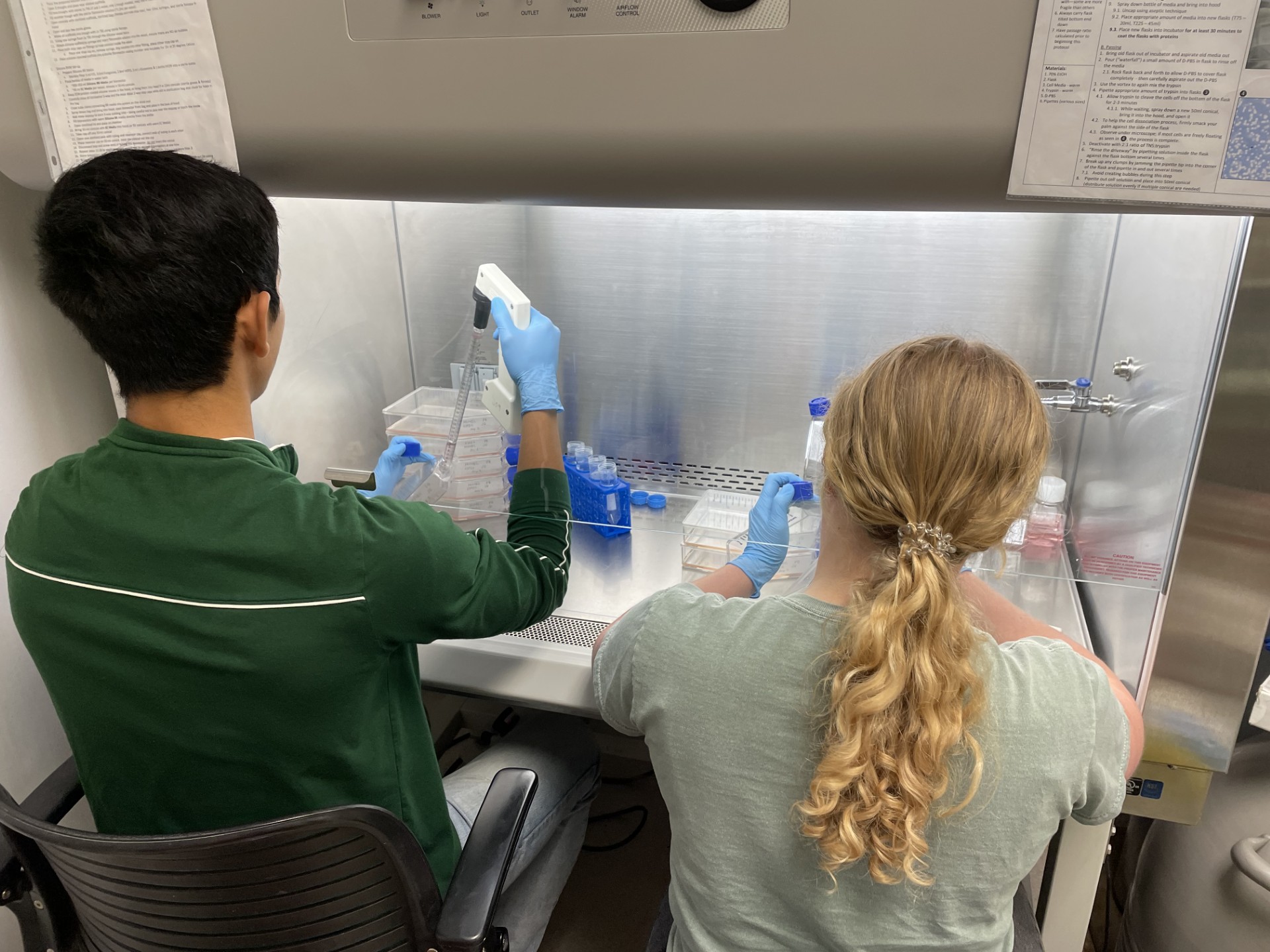 Students prepare cells in the Tissue Engineering Lab