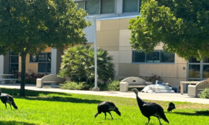 Four turkeys wandering around on grass at the Cal Poly campus.