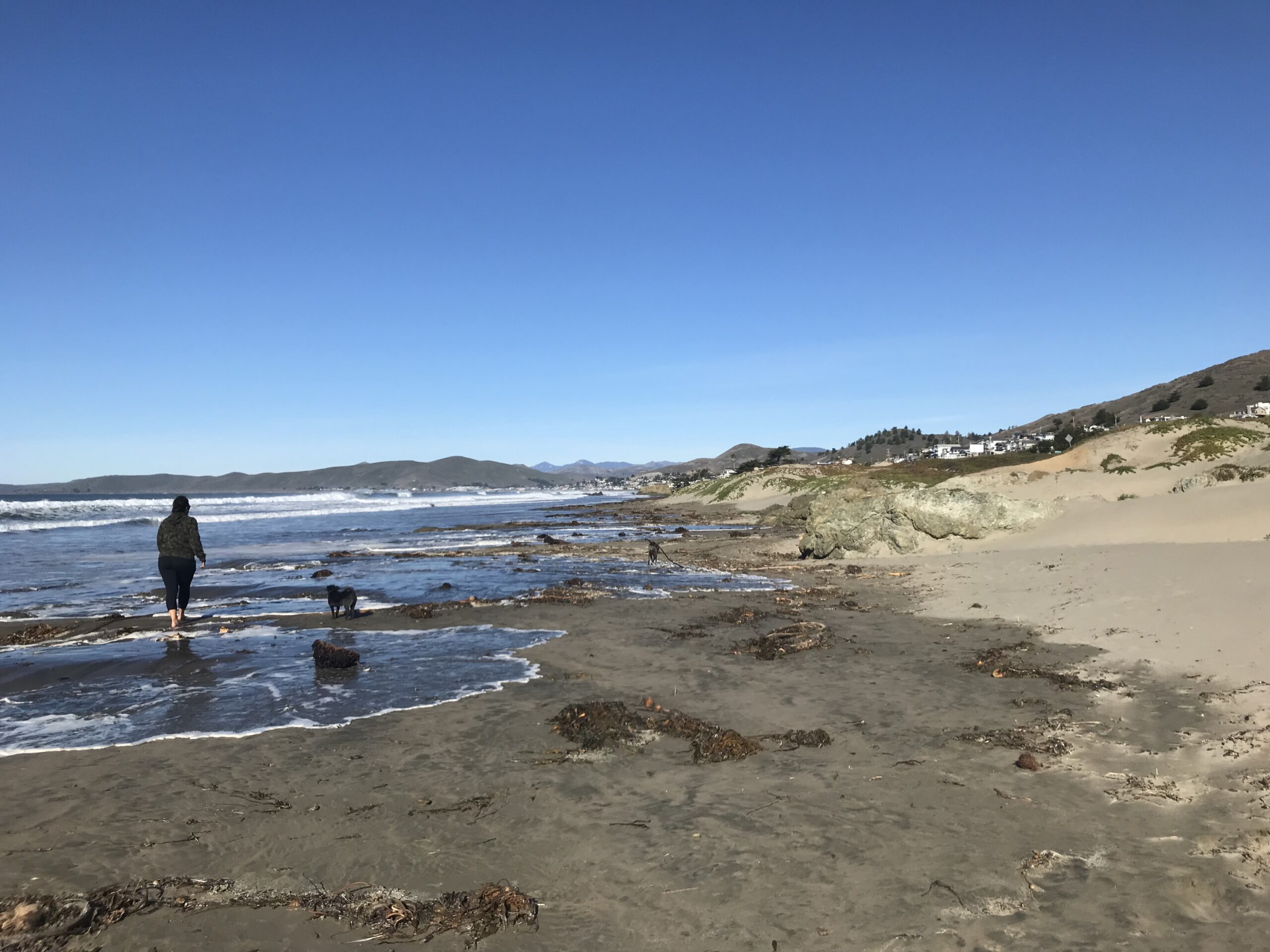 Walker and dog explore the shoreline