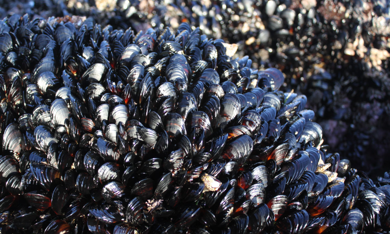 A habitat of mussels