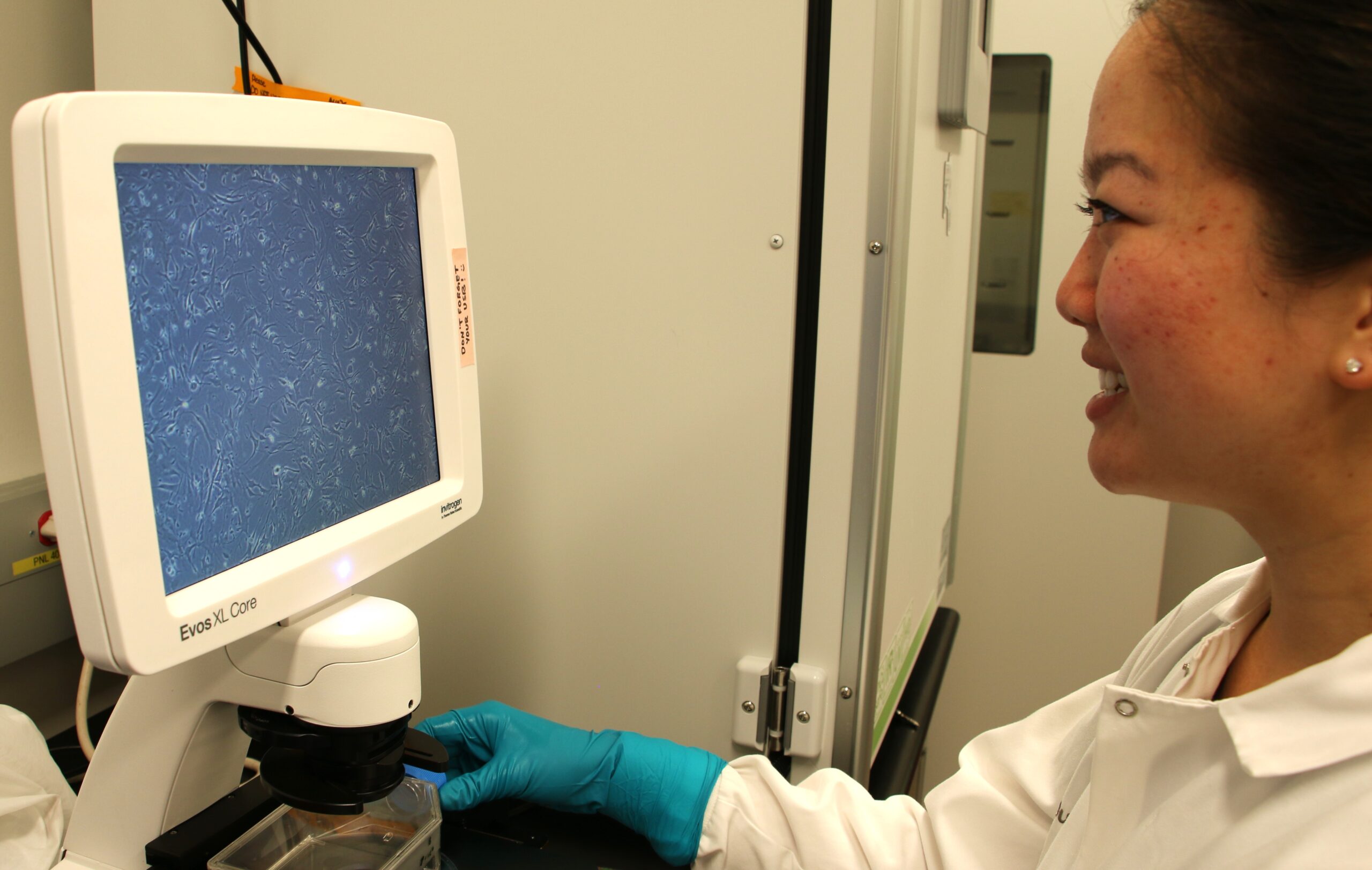 Student observes human muscle stem cells through a microscope